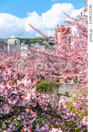 【静岡県】熱海の街に鮮やかに色づく熱海桜 【静岡県】熱海の街に鮮やかに色づく熱海桜 134620196
