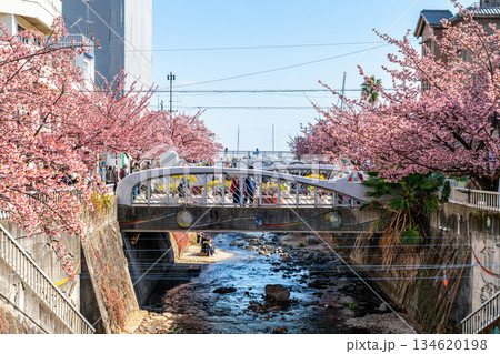 【静岡県】熱海の街に鮮やかに色づく熱海桜 134620198