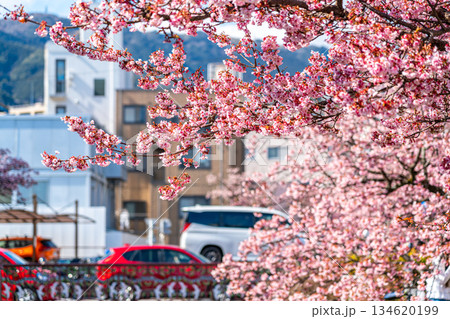 【静岡県】熱海の街に鮮やかに色づく熱海桜 【静岡県】熱海の街に鮮やかに色づく熱海桜 134620199