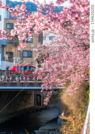 【静岡県】熱海の街に鮮やかに色づく熱海桜 134620200