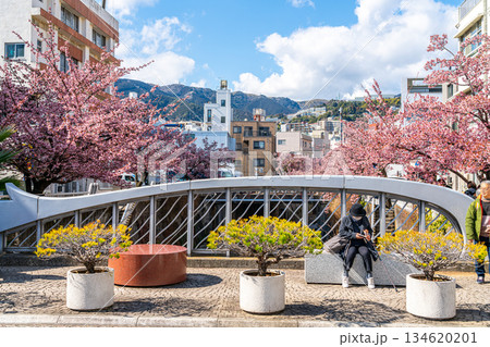 【静岡県】熱海の街に鮮やかに色づく熱海桜 134620201