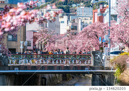 【静岡県】熱海の街に鮮やかに色づく熱海桜 134620203