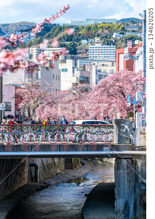 【静岡県】熱海の街に鮮やかに色づく熱海桜 134620205