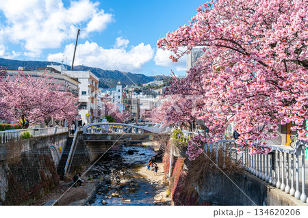 【静岡県】熱海の街に鮮やかに色づく熱海桜 【静岡県】熱海の街に鮮やかに色づく熱海桜 134620206