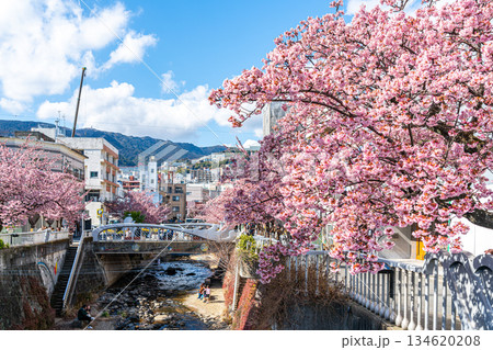 【静岡県】熱海の街に鮮やかに色づく熱海桜 134620208