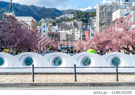 【静岡県】熱海の街に鮮やかに色づく熱海桜 134620209