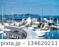 【静岡県】熱海の海を眺めるユリカモメ 134620211