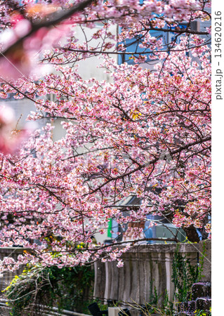 【静岡県】熱海の街に鮮やかに色づく熱海桜 134620216