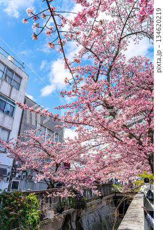 【静岡県】熱海の街に鮮やかに色づく熱海桜 134620219