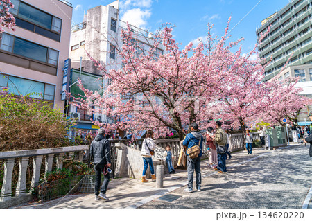 【静岡県】熱海の街に鮮やかに色づく熱海桜 134620220