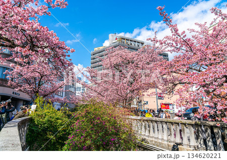 【静岡県】熱海の街に鮮やかに色づく熱海桜 134620221
