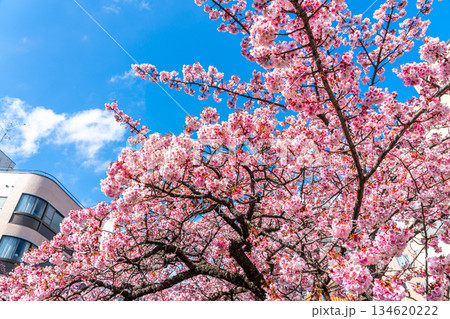 【静岡県】熱海の街に鮮やかに色づく熱海桜 134620222