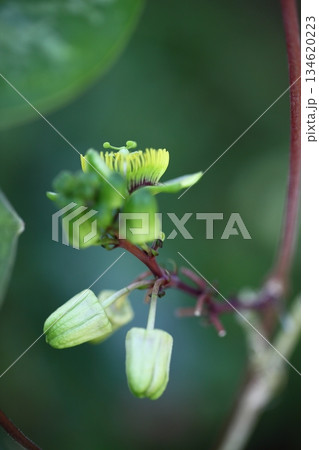 パッシフロラ・コリアケアの蕾 134620223