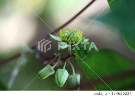 パッシフロラ・コリアケアの花と雨雫 134620224