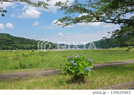 鹿児島県鹿屋市の大隅湖の桜とアジサイの遊歩道 134620463