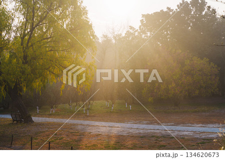 無人 ハルシオン 自然 134620673