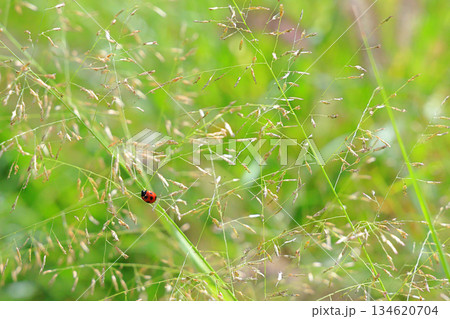 爽やかな初秋の風に揺れるカゼクサを歩く、幸せの赤いてんとう虫 爽やかな初秋の風に揺れるカゼクサを歩く、幸せの赤いてんとう虫 134620704
