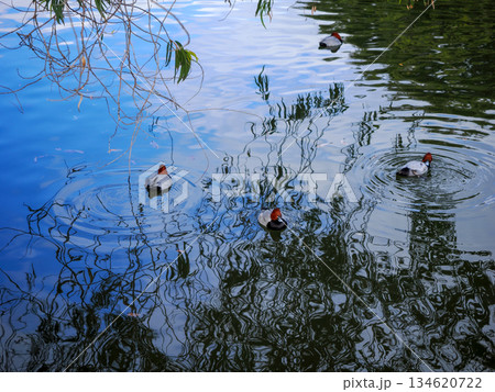 ホシハジロのいる風景 134620722