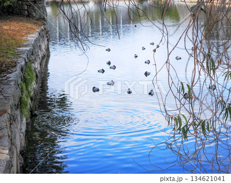 ホシハジロのいる風景 134621041