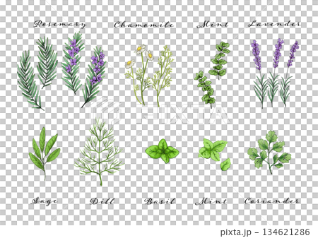 Herb watercolor illustration set Herb watercolor illustration set 134621286