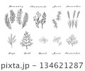 ハーブのシンプル線画のイラストセット 134621287