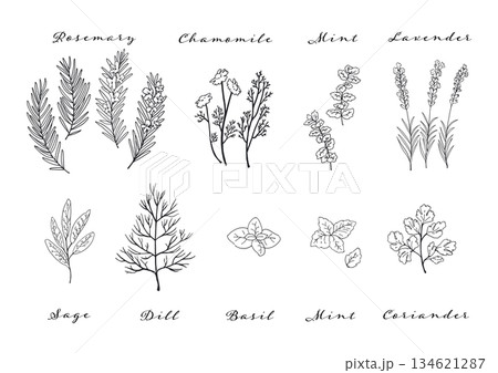 ハーブのシンプル線画のイラストセット ハーブのシンプル線画のイラストセット 134621287