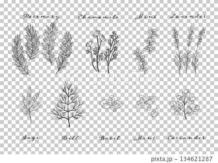 ハーブのシンプル線画のイラストセット ハーブのシンプル線画のイラストセット 134621287