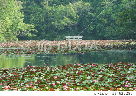 鳥居と水面に浮かぶスイレンの和の景色	 134621289