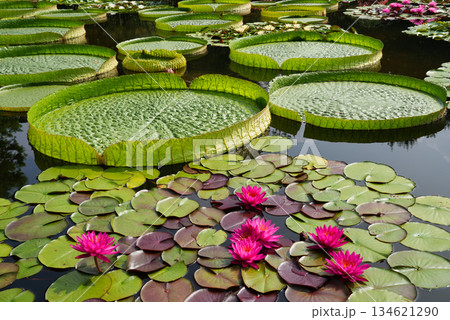 水面に広がるパラグアイオニバスと睡蓮	 134621290