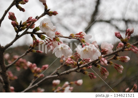 桜芽吹く 花びら 桜芽吹く 花びら 134621521