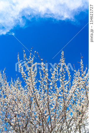 【神奈川県】綺麗な花を咲かせる曽我梅林の梅 134621727