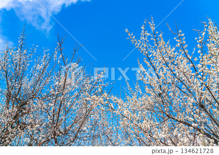 【神奈川県】綺麗な花を咲かせる曽我梅林の梅 134621728
