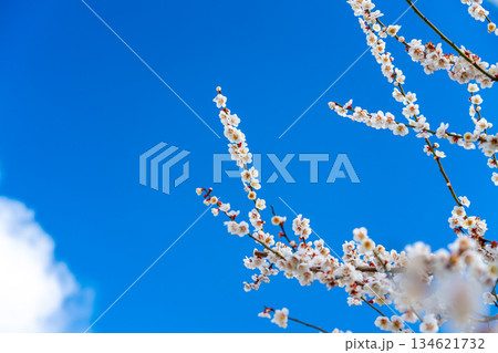 【神奈川県】綺麗な花を咲かせる曽我梅林の梅 134621732