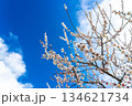【神奈川県】綺麗な花を咲かせる曽我梅林の梅 134621734