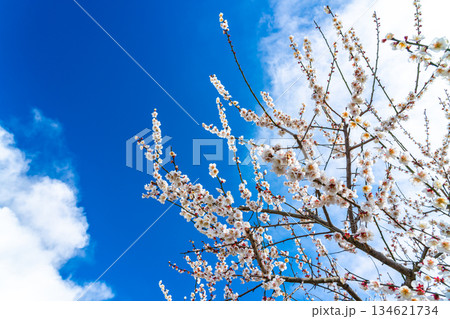 【神奈川県】綺麗な花を咲かせる曽我梅林の梅 134621734