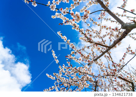 【神奈川県】綺麗な花を咲かせる曽我梅林の梅 134621738