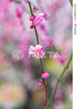 【神奈川県】綺麗な花を咲かせる曽我梅林の梅 134621752