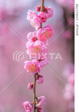 【神奈川県】綺麗な花を咲かせる曽我梅林の梅 134621766