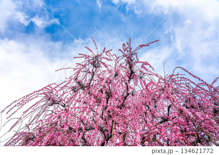 【神奈川県】綺麗な花を咲かせる曽我梅林の梅 134621772