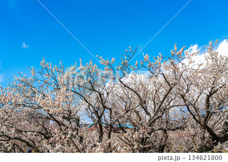 【神奈川県】綺麗な花を咲かせる曽我梅林の梅 【神奈川県】綺麗な花を咲かせる曽我梅林の梅 134621800