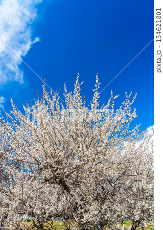 【神奈川県】綺麗な花を咲かせる曽我梅林の梅 134621801