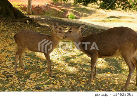 秋の奈良公園　紅葉と鹿 134622063