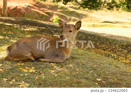 秋の奈良公園　紅葉と鹿 134622065