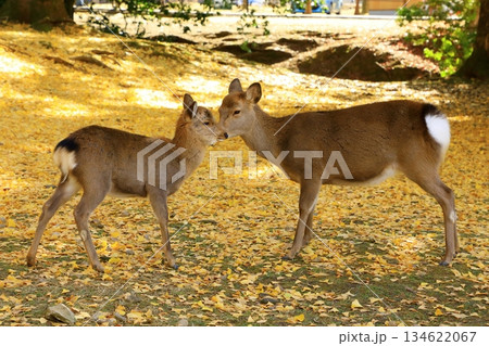 秋の奈良公園　紅葉と鹿 134622067