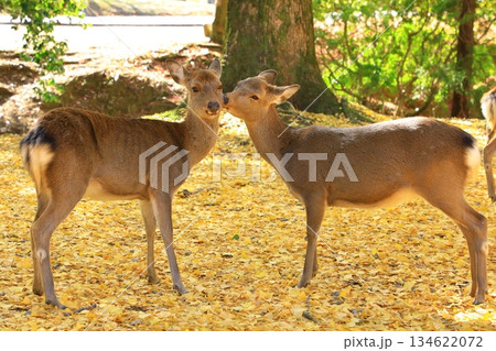 秋の奈良公園 紅葉と鹿 秋の奈良公園 紅葉と鹿 134622072