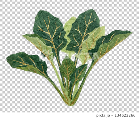 用和紙擠壓的菠菜 134622266