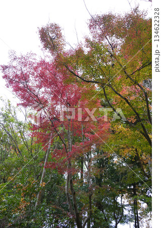 秋の庭園 秋の庭園 134622328