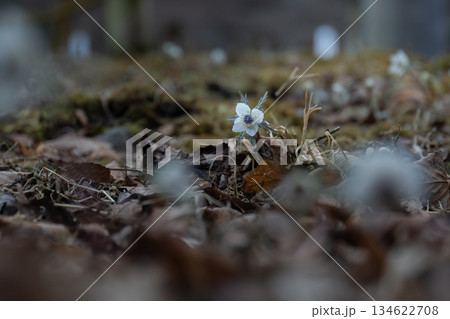 冬の日の節分草（セツブンソウ） 134622708