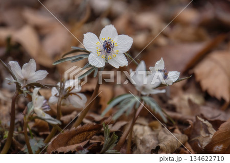 冬の日の節分草(セツブンソウ) 冬の日の節分草(セツブンソウ) 134622710