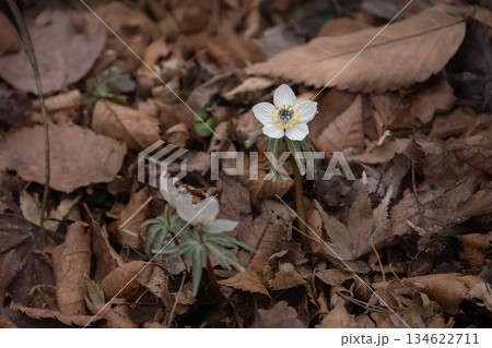 冬の日の節分草（セツブンソウ） 134622711